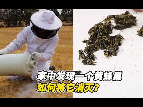 蜜蜂在家築巢 風水|2024蜂巢處理最新指南